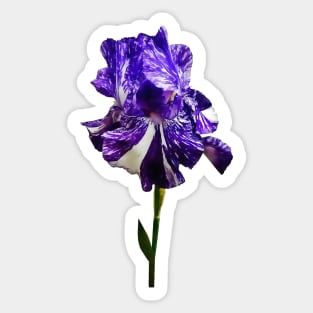 Purple and White Striped Iris Sticker